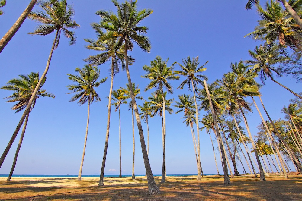 Palmen am Strand von Khao Lak