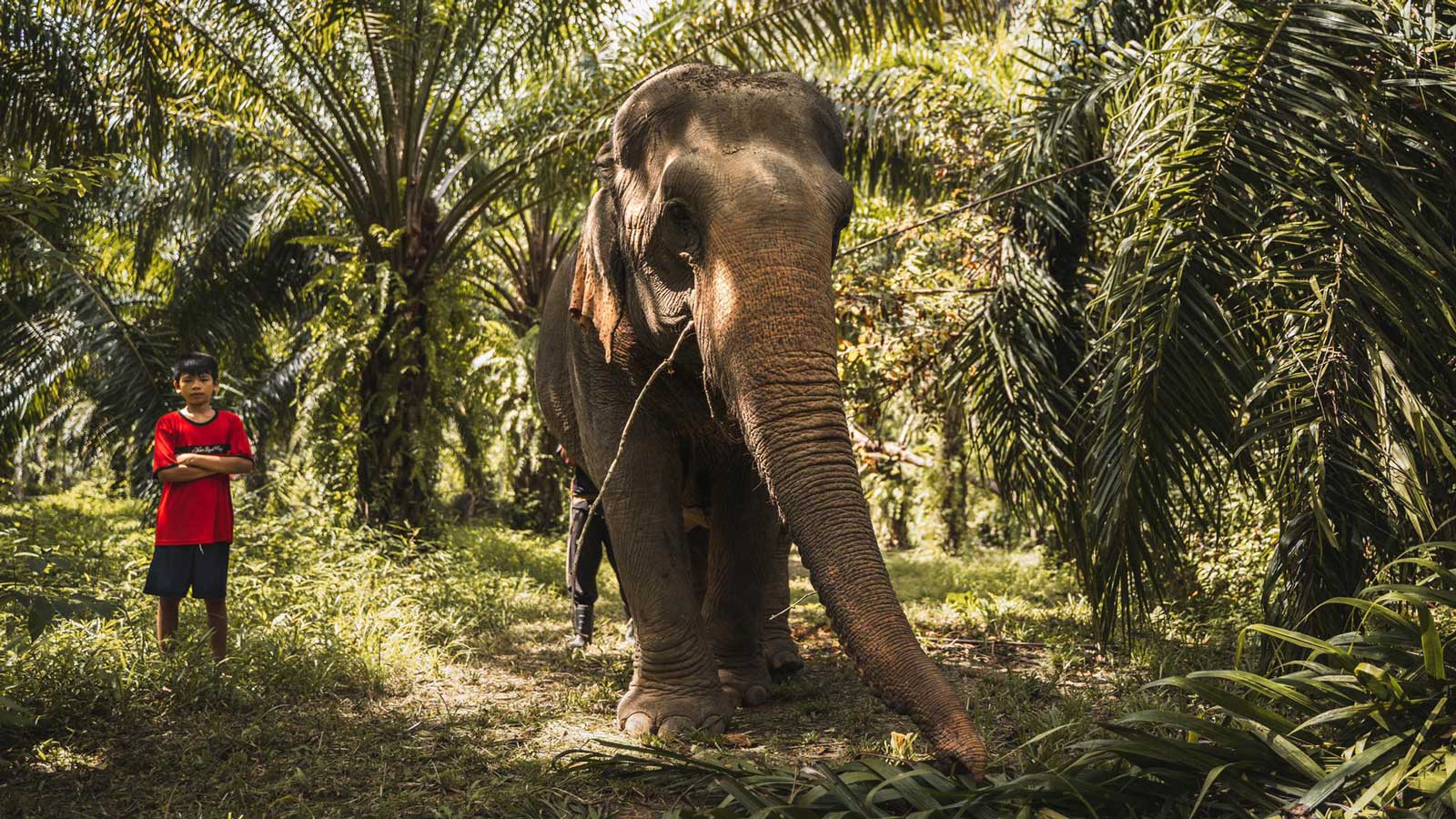 Elefant in einem naturnahen Schutzprojekt bei Khao Sok