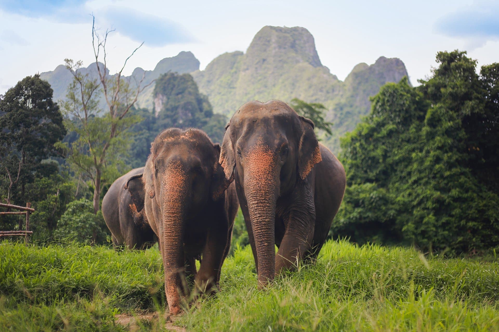 Elefanten in der grünen Landschaft des Khao Sok Nationalparks