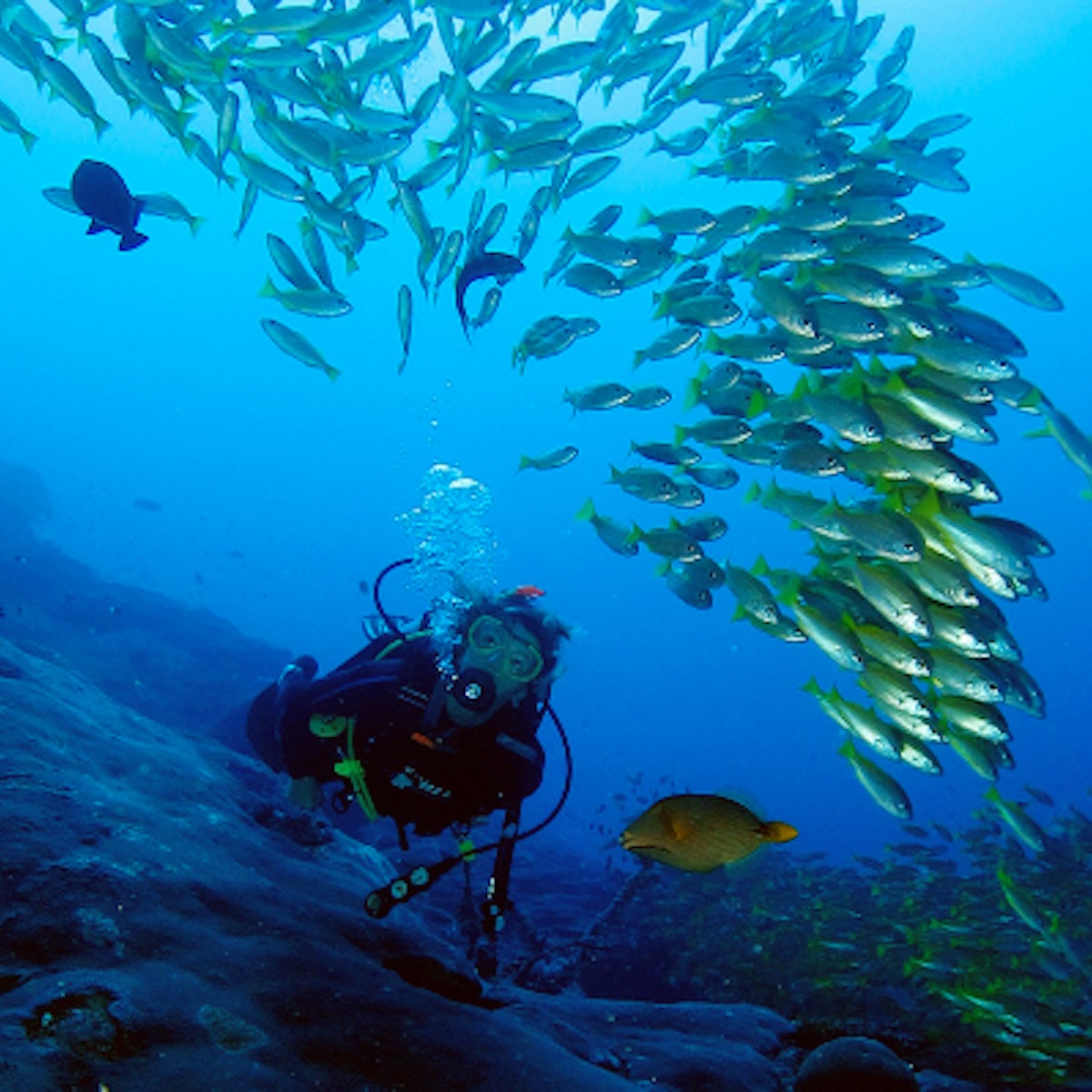 Unterwasserwelt und Korallen bei den Similan Islands