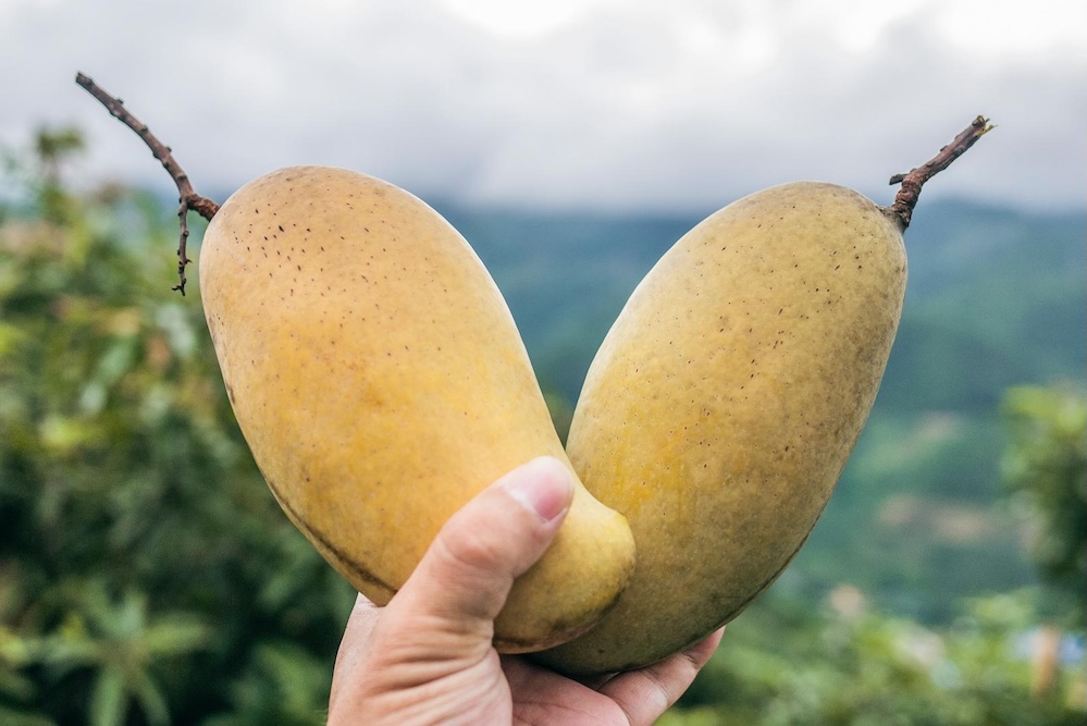 Mango