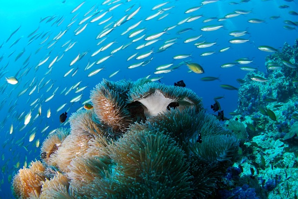 Erholung unter Wasser: Tauchen vor Khao Lak