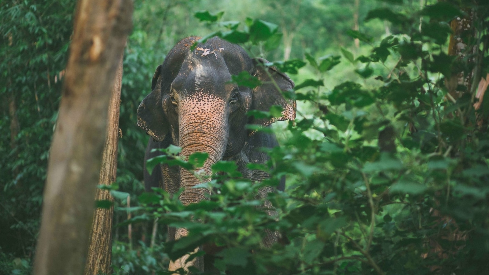 Elefanten in Khao Lak: Unser Guide zum Phang Nga Elephant Park